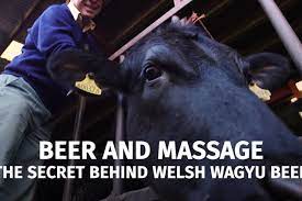 Unveiling the Tradition: Do Wagyu Cows Get Massaged?
